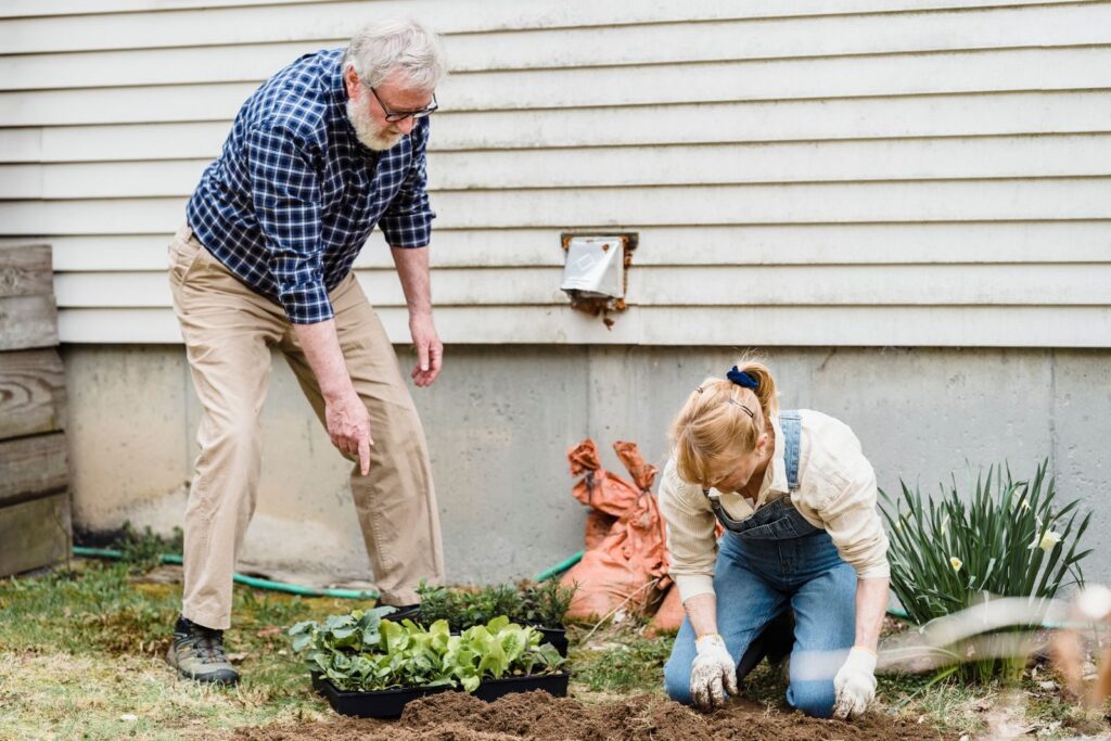 An older man and woman planting lettuce seedlings together in a home garden